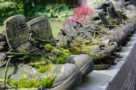 Free Images Rock Plant Flower Moss Garden Walking Shoes Water