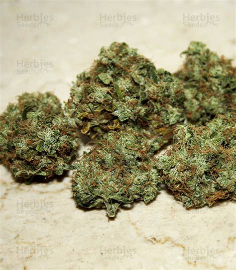 Buy GH Cheese Feminized Seeds By Green House Seeds Herbies