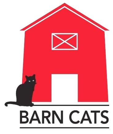 Everett Animal Shelter Has Barn And Shop Cats Up For Adoption | My Everett NewsMy Everett News