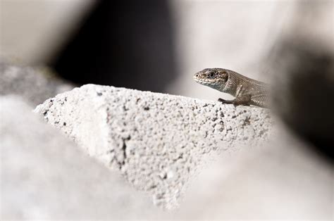 Viviparous lizard 2 Free Photo Download | FreeImages