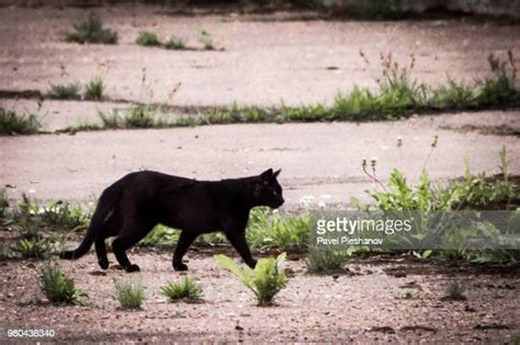 Russian Black Cat Photos Et Images De Collection Getty Images