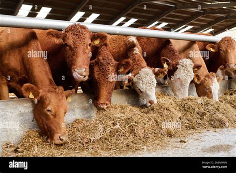 Cattle Feeding On Silage Uk Stock Photo Alamy