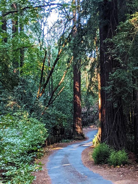 Redwood Path Photograph By Pauline Darrow Fine Art America