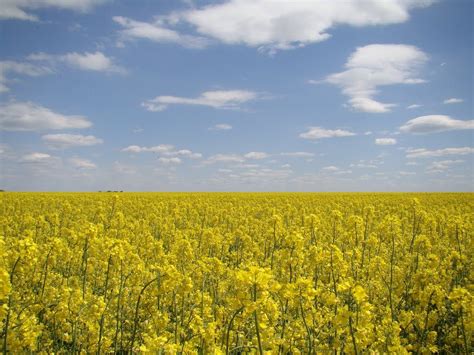 Panoramio - Photo of Вінниця. Поле біля обїзної дороги. | Natural ...