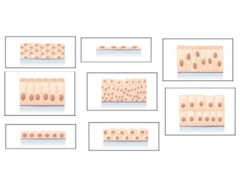 Epitheal Cell Type Diagram Quizlet