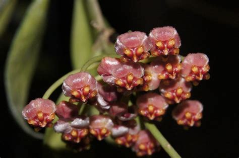 How To Grow And Care For Hoya Gracilis aka Hoya Memoria