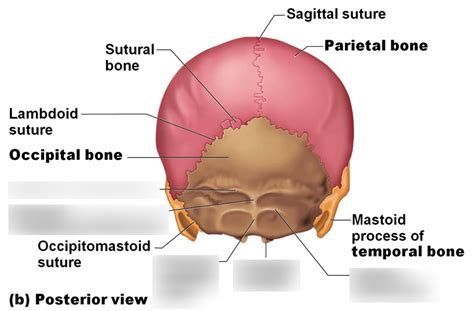 Occipital Diagram | Quizlet