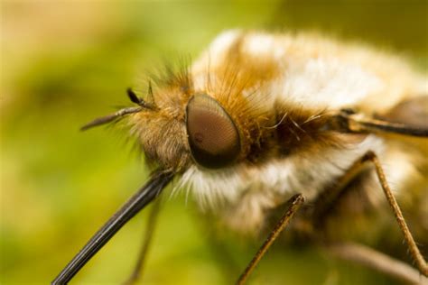 Fotos gratis naturaleza fotografía flor mosca verde insecto