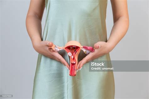 Asain Woman Holds Model Of Female Reproductive System In The Hands Help And Care Concept Stock