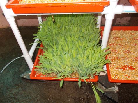 Automatic UPVC Green Fodder Hydroponics Machines, Model Name/Number ...