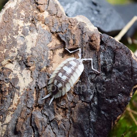 Porcellio Dilatatus ‘giant Canyon