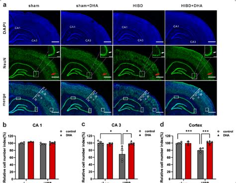 Dha Treatment Reduces The Hi Induced Neuronal Loss A Neun