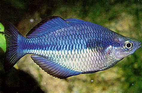 Turquoise Rainbowfish Tropical Fish Keeping