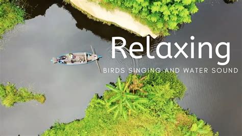 Relaxing Sound Hours Of Birds Singing And Water Sounds Nature Sound