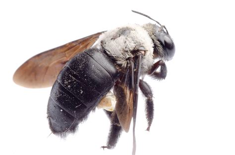 Carpenter Bees Waco Pest Control Termite Control Ipest Solutions