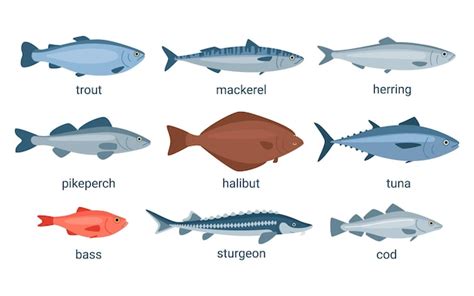 Premium Vector Fish Animal Set Raw Collection Mackerel Pike Halibut