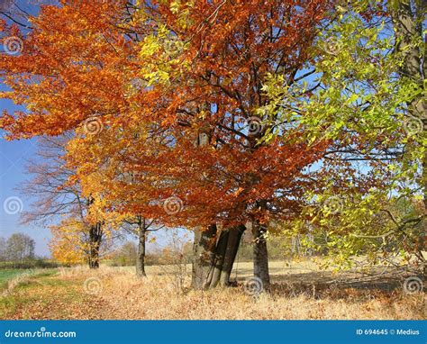 Autumn trees Landscape stock image. Image of flora, pasture - 694645