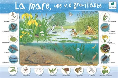 Créer une mare naturelle dans son jardin Frosch und kröte Frosch Kröte