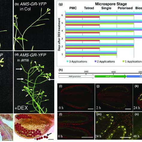 PDF Biphasic Regulation Of The Transcription Factor ABORTED