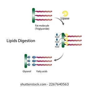 Fat Molecule Triglyceride Lipid Digestion Lipase Stock Vector Royalty