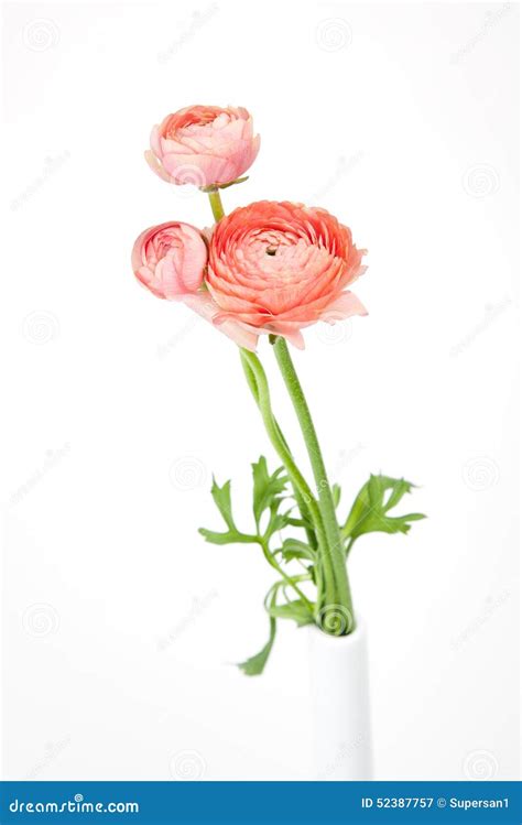 Bouquet Of Ranunculus In Glass Vase Closeup Ranunculus Asiaticus Or