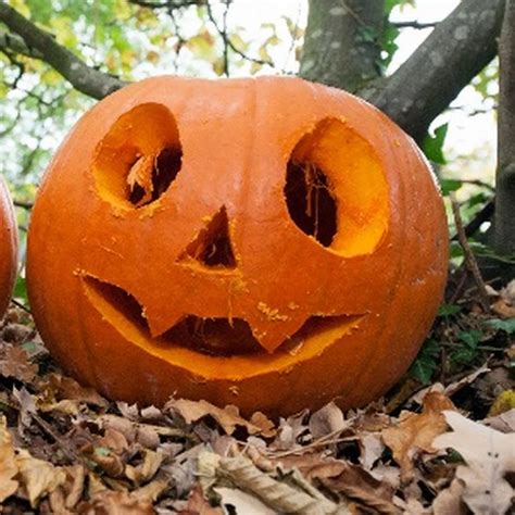 Adult Pumpkin Carving