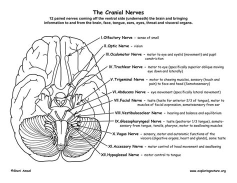 Cranial Nerves Of The Brain 12 Pairs