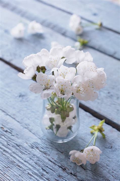 White Cherry Blossoms In A Vase Stock Photo Image Of Love Decor