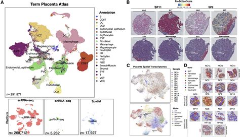 Sars Cov 2 Niches In Human Placenta Revealed By Spatial Transcriptomics Med