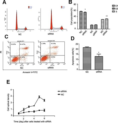 Analysis Of Cell Proliferation Cell Cycle And Cell Apoptosis After