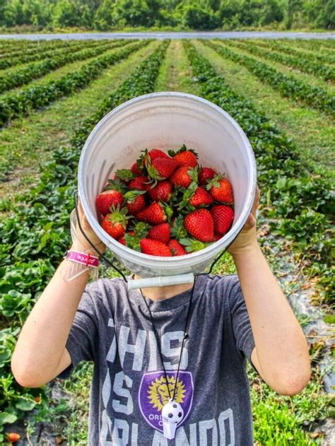 The Ultimate Guide On Strawberry Farming Agriculture Review