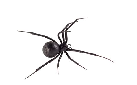 Black Widow Spider Control Omnis Pest Control