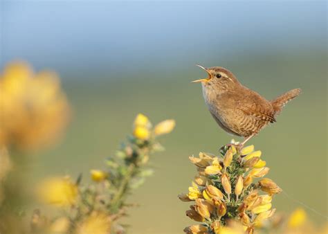Category: Why Do Birds Sing? - Wildedges