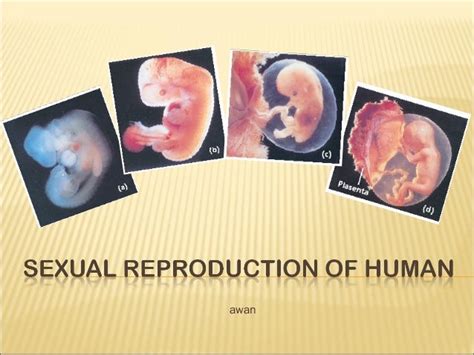 Grade 9 Sexual Reproduction Of Human