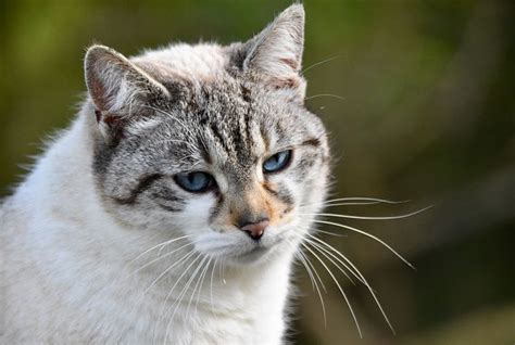 Mitos Tentang Perilaku Kucing Yang Masih Banyak Dipercayai Apa Saja