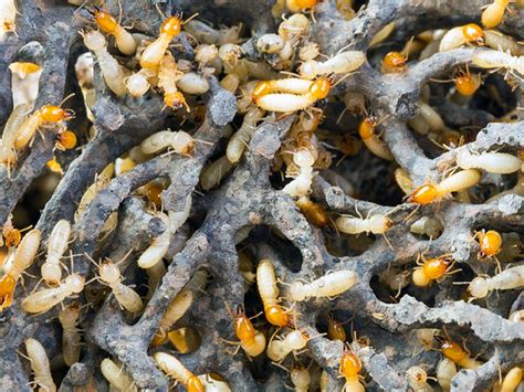 How To Identify Termite Droppings Chem Free