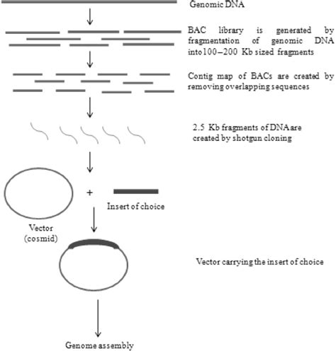 Outline Of Clone By Clone Approach Download Scientific Diagram