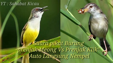 Suara Pikat Burung Prenjak Meong Vs Prenjak Klik Ampuh Youtube