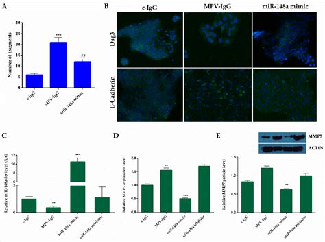 Ijms Free Full Text Plasma Exosomal Microrna Profile Reveals Mirna