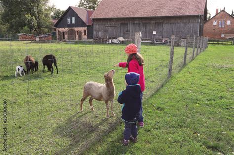 Kinder füttern Schafe auf einem Bauernhof im Oderbruch Stock Photo