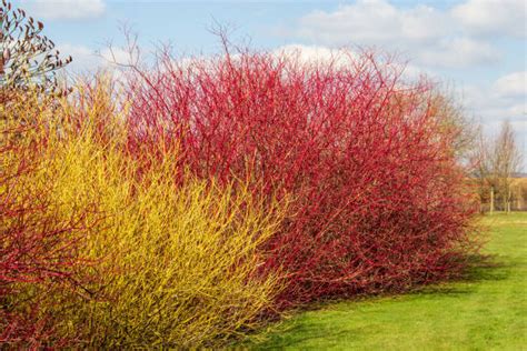 17 Different Types of Dogwood Trees and Shrubs That Will Enhance ...