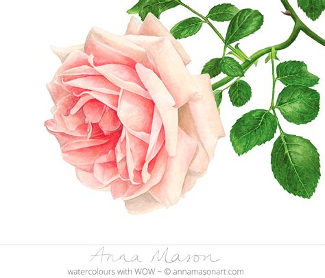 Home Anna Mason Art Botanical Illustration Watercolor Watercolor