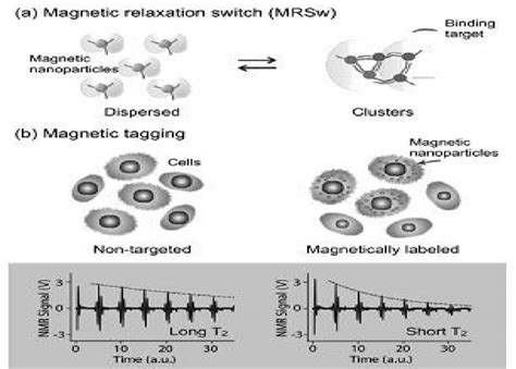 Dmr Assay Configurations With Magnetic Nanoparticles Mnps A