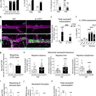 Mast Cells Release IL 17A Upon TNF Stimulation And IL 17A Promotes