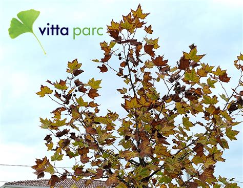 Platan Platanus Acerifolia Vitta Parc