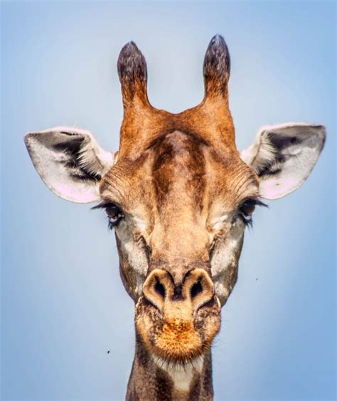 Giraffe Facts, Information Pictures and Video Learn More