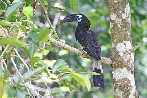 Sarawak And Kalimantan Birding Tours Birdwatching Birdquest