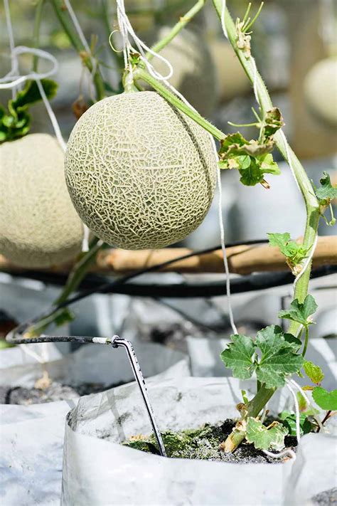 Companion Planting With Cantaloupe Kceyshefin