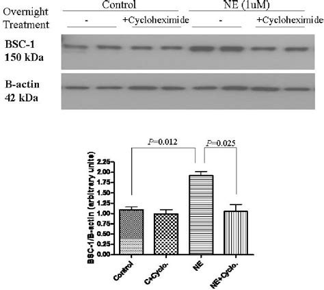 Figure From The Renal Bumetanide Sensitive Na K Cl Cotransporter Bsc