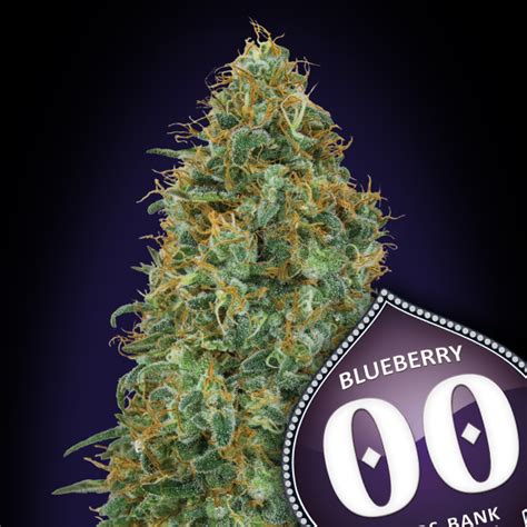 BLUEBERRY 3 Semi Femm 00 Seeds Santaplanta Grow Shop